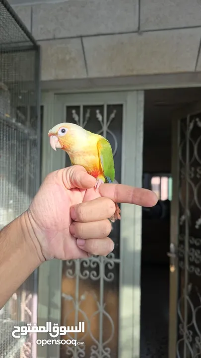 ببغاء جرين شيك انناس اليف مدرب طيران حر