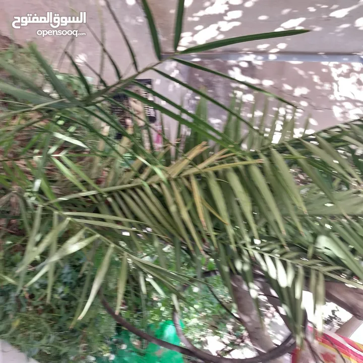 شجرة نخيل وعدد من أشتال صبار الألوفيرا خريبة السوق الجويدة الكيبو
