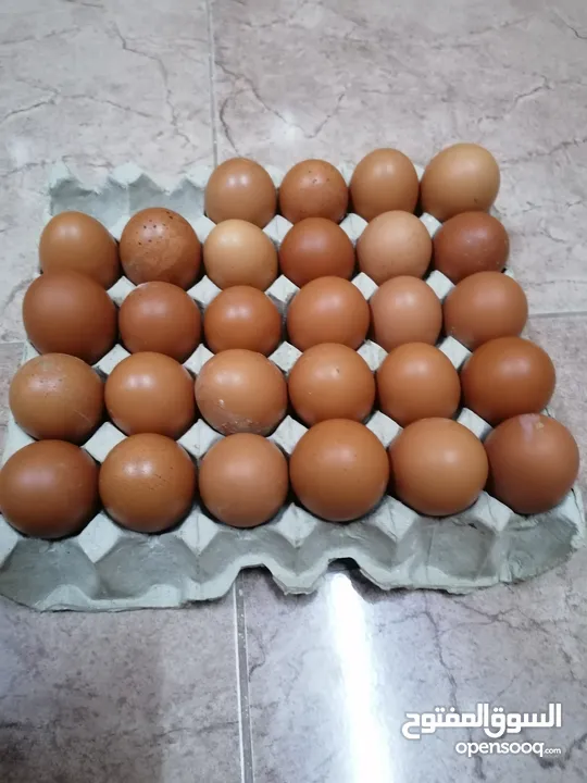 بيض دجاج الوهمان الاماني مخصب
