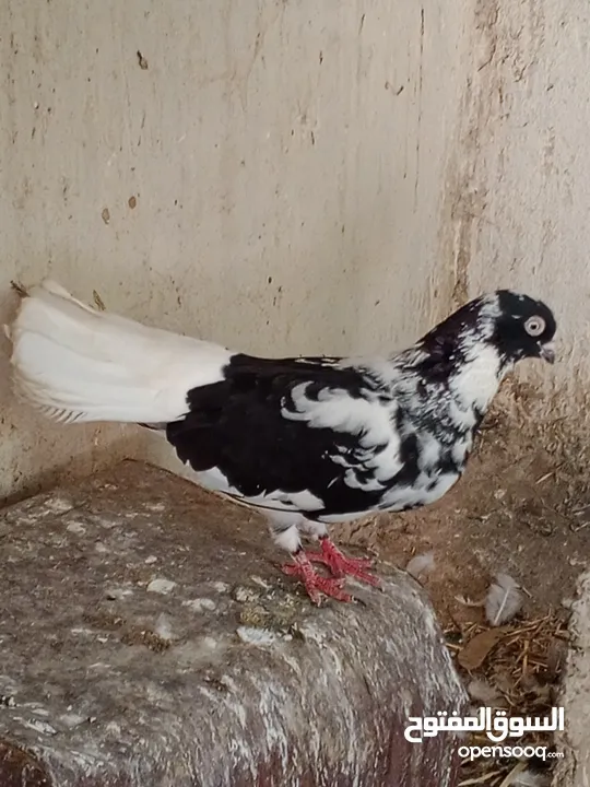 مطبعات سود وهنديات