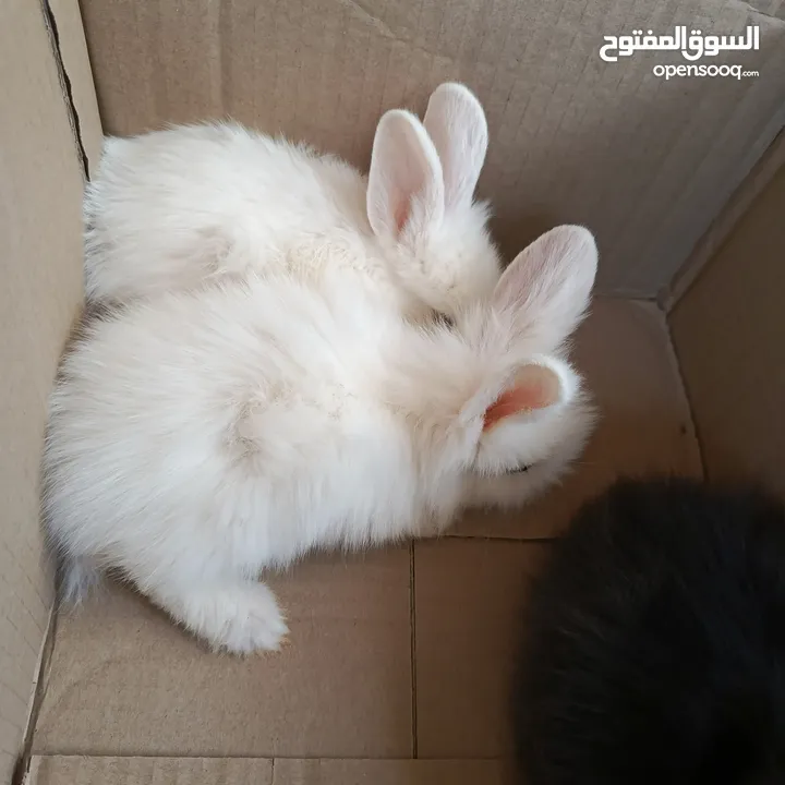أرانب نوع تيدي بير لطيفة جدا