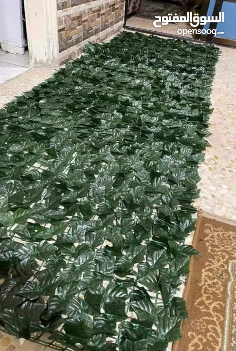 رول ورق شجر اخضر كثيف