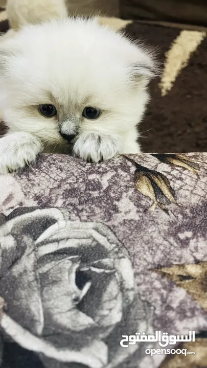 Kitten sherazi
