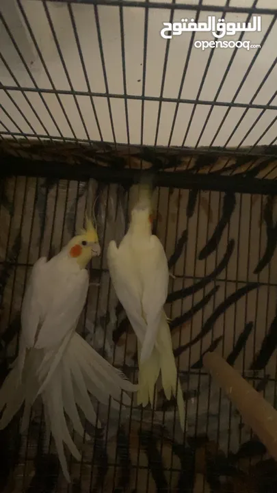بسم الله ماشاءالله جوزين جوز حبشي الطيره أليفه جدا الفحل بدو شويت متابعه الجوز شغالات ومكفولات ج