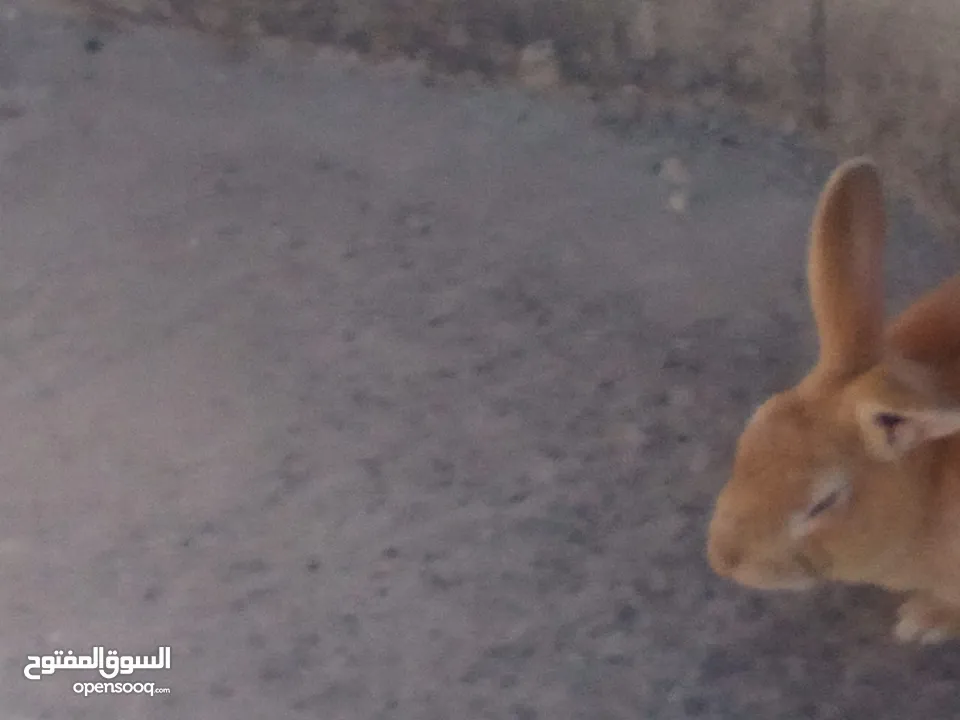 ارانب للبيع ثلاثه ذكرين وانثى الماني
