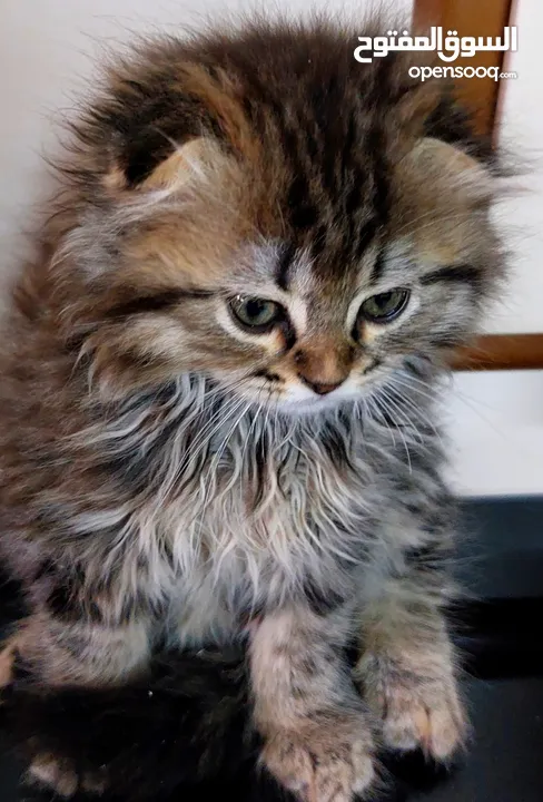 سكوتش فولد قطة انثى شهرين مدربة على اللتر بوكس