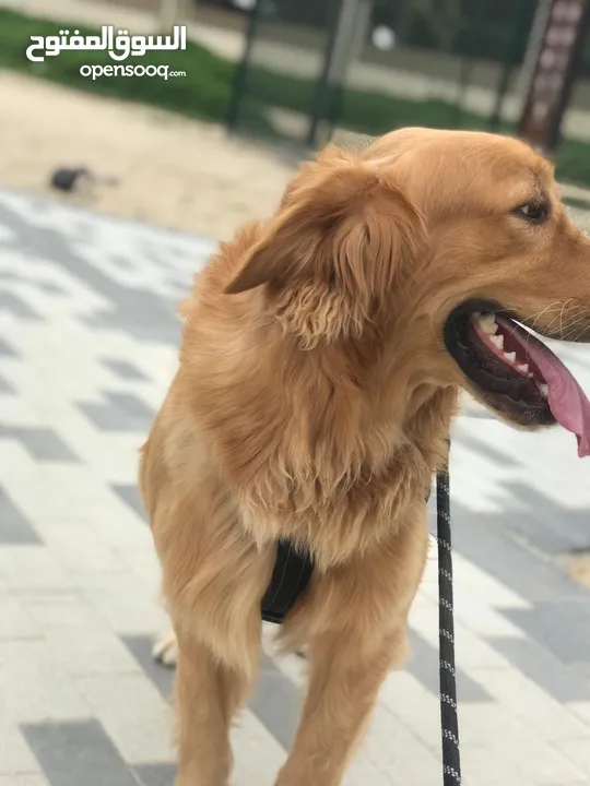 Golden retriever 1 years