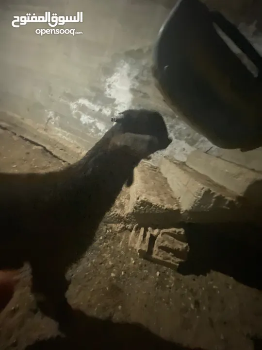 عنز شامية نخب للبيع معها جدي