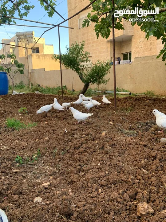 حمام فرنسي نخب