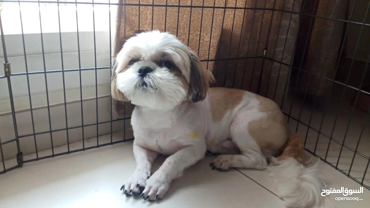 Shih tzu male puppy