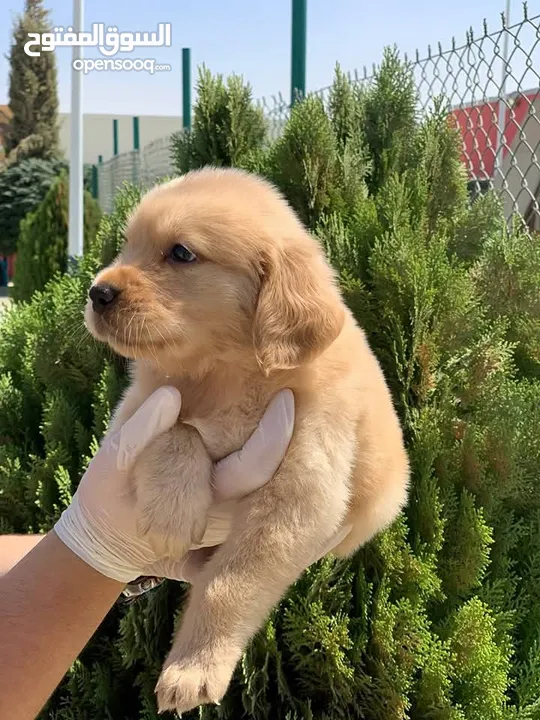 جولدن ريتريفر Golden retriever