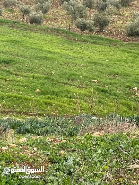 للبيع منبسطه واصل الخدمات اطلاله رائعة منطقة مزارع وشاليهات فخمه.