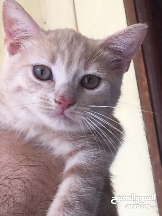 Scottish fold and Scottish streat