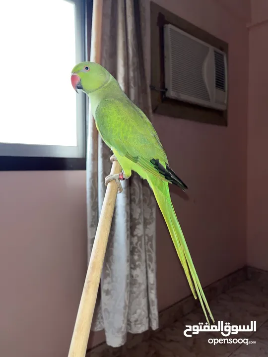 1 years parrot