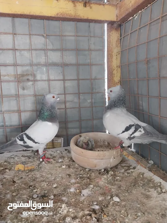 حمام نخب صحه ونضافه للبيع