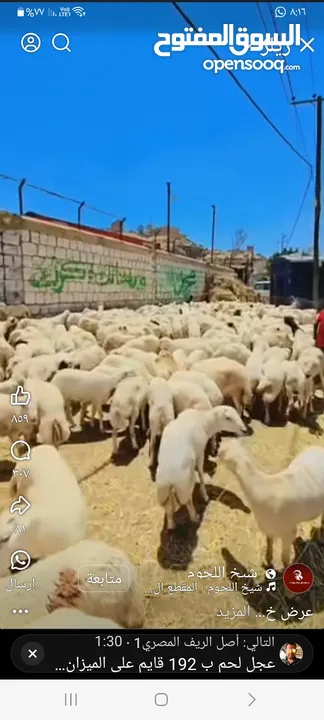 ذبح   اضاحي في الممزل