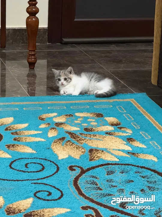 سكوتش فولد kitten