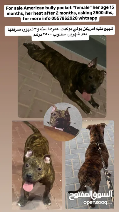 American bully pocket brindle