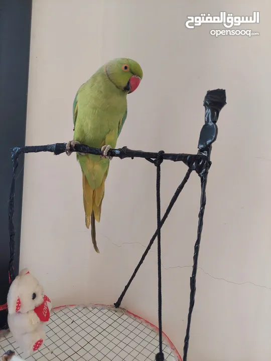 ببغاء درارة هندي ذكر اسمو كوكو عمر سنتين مطوق اليف جدا ما بعض نهائي لعوب بحب الاطفال