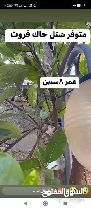 اشجار للبيع