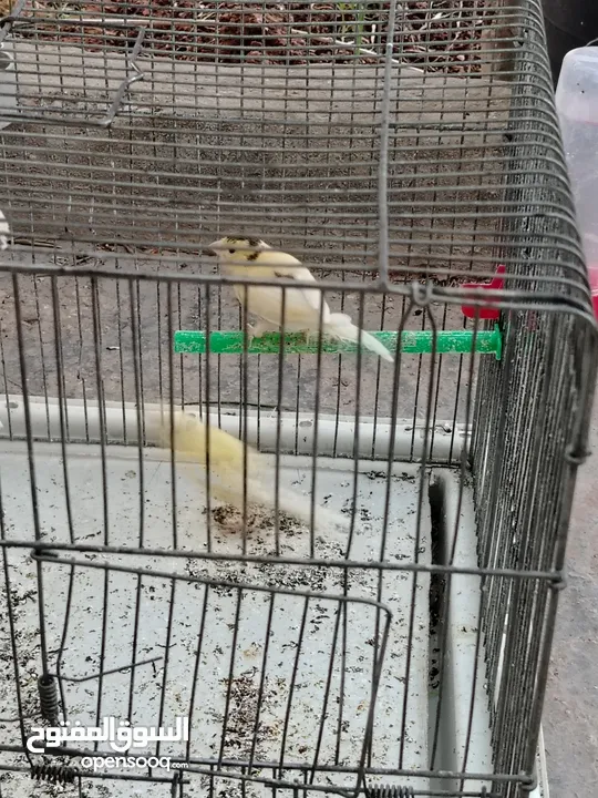 طيور كناري