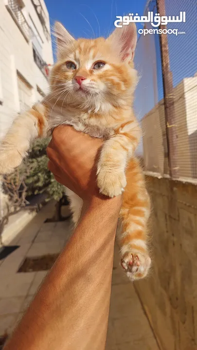 تبني قطشيىازي