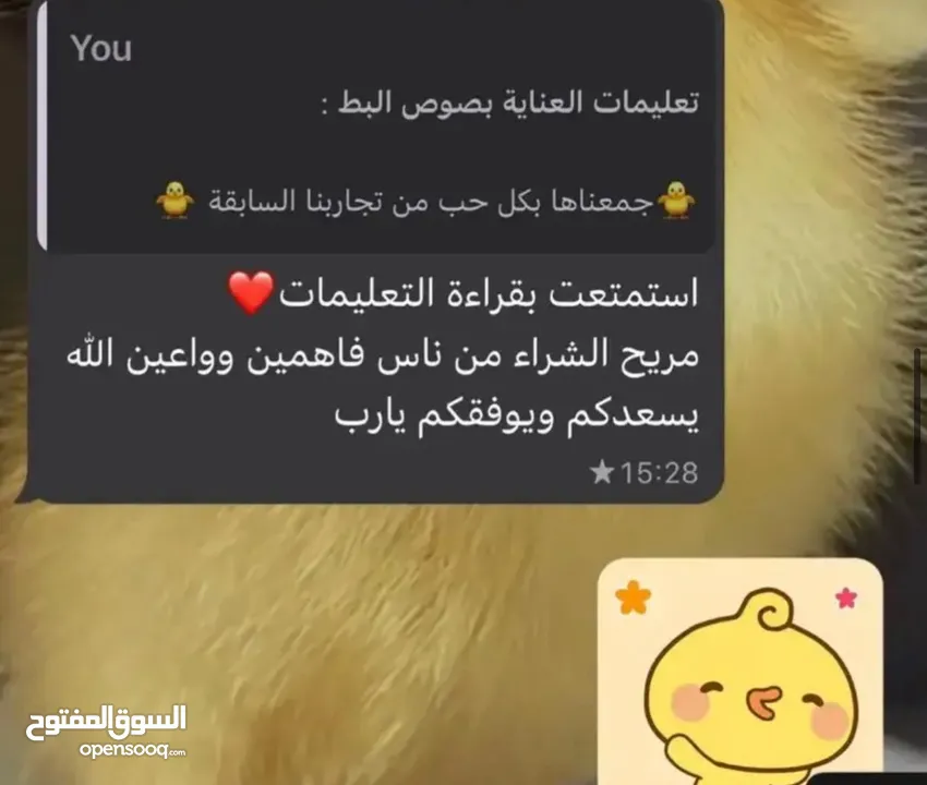 كتاكيت بط صغيرة  (( متجر الكتكوت الصغير ) )
