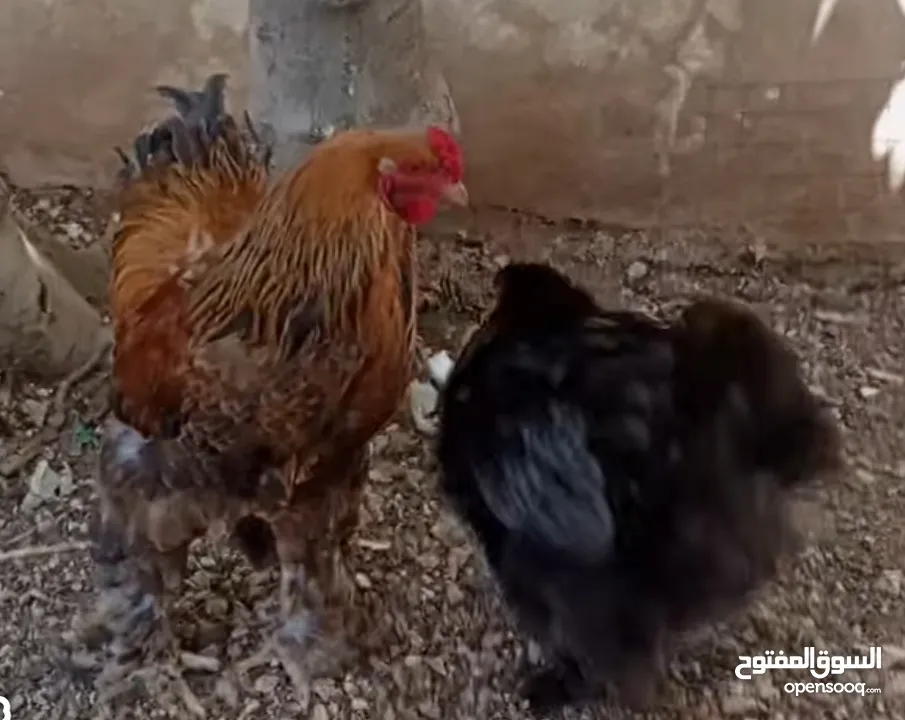 "جوز براهما ثقيل ونظيف – عمر سنة"