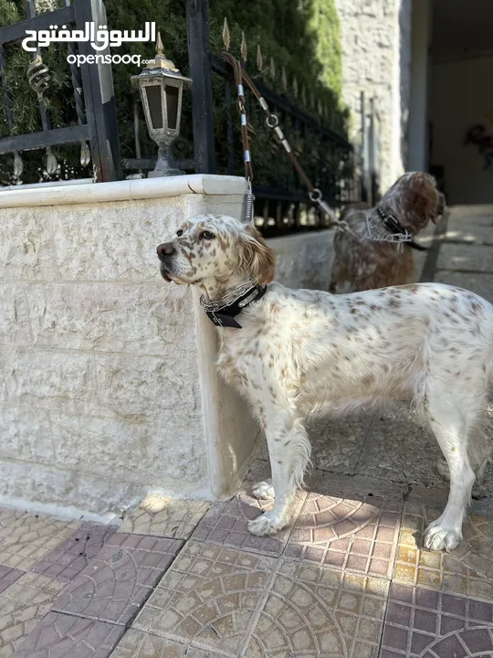 English setter male and female