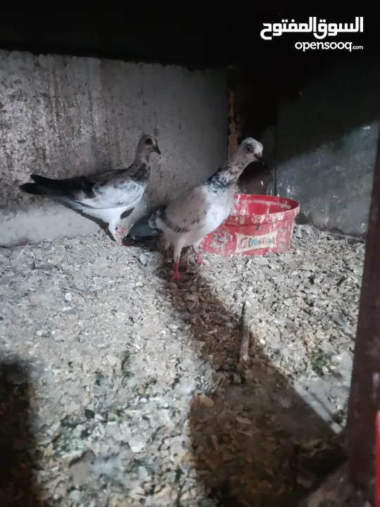 متاح جواز و حبات فلت موجودات طبربور سعرهن كويس