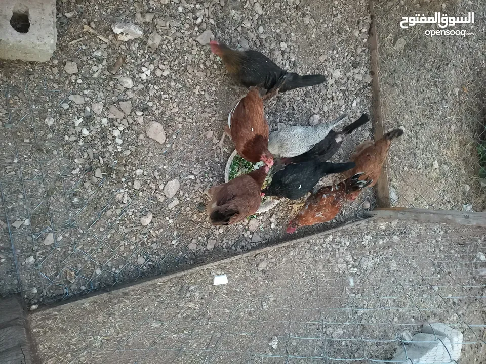 دجاج للبيع البزره القديمه