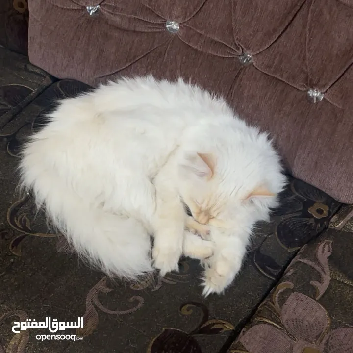 شيرازي للبيع عمرها سنة وشوي سعرها 600(قابل للتفاوض المعقول) اجتماعية وبترد عصحابها ومتعودة عالحمام