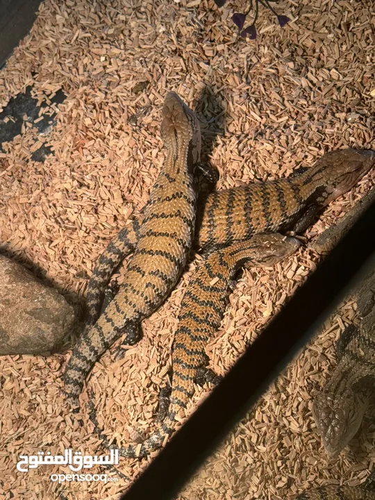 سحالي Lizards