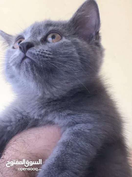 Scottish fold and Scottish streat