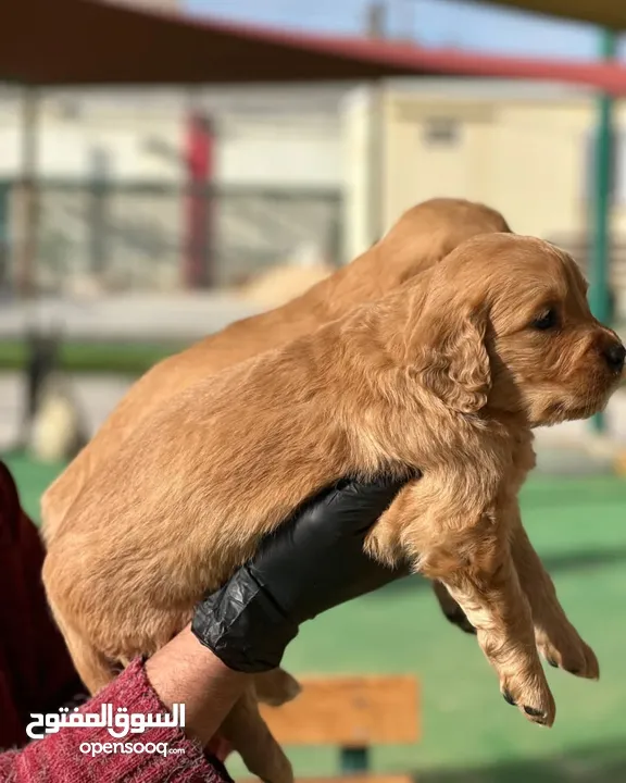 جولدن Golden retriever