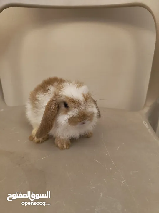 Holland lop bunnies