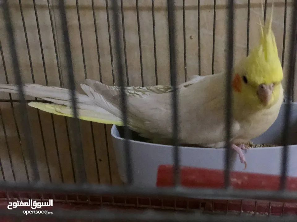 جوز كوكتيل نخب اول