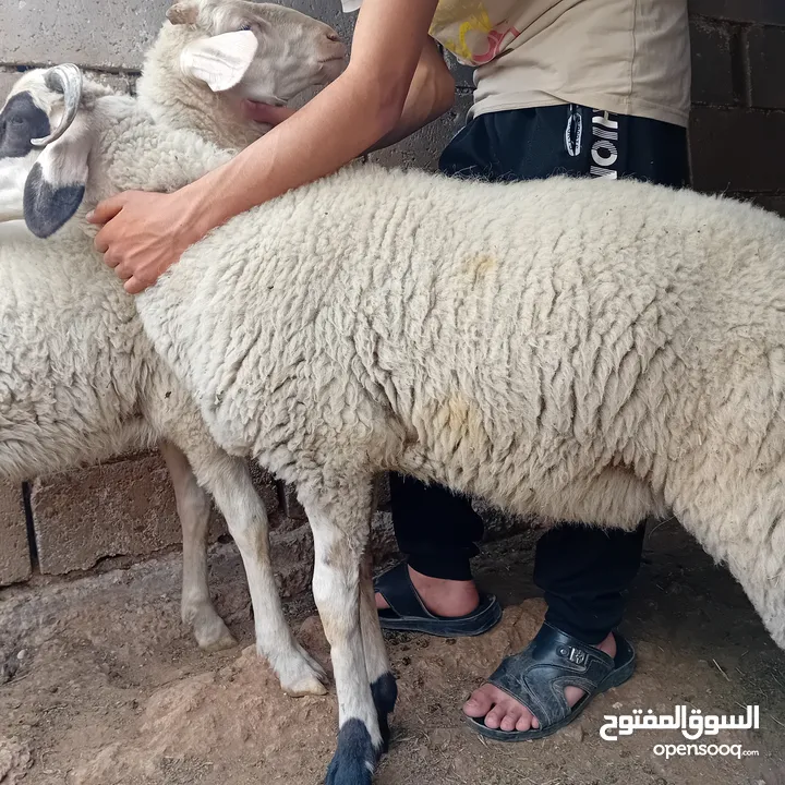 خارفوين واحد قبرصي والثاني عساف