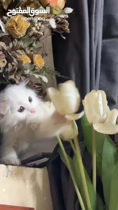 قط ابيض سكوتششش