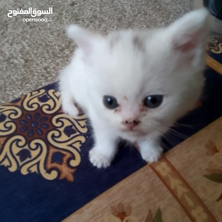 قطط سكوتش و شيرازي سكوتش فولد لعب