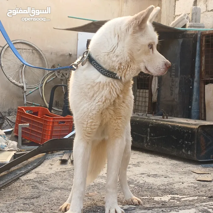 اناثي هاسكي