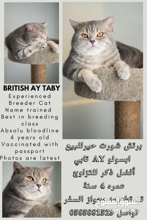 Scottish British shorthair longhair kittens British shorthair Scottish fold kittens Scottish