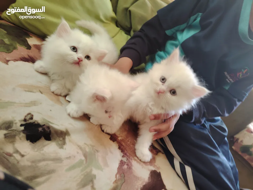 هيمالايا شيرازي kitten