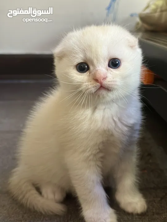 Scottish fold