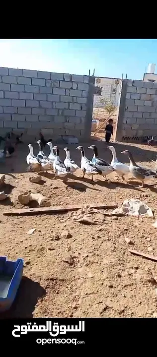 طيور وزز جامبو للبيع