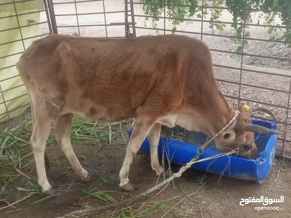 للبيع عجول و أبقار عمانيات