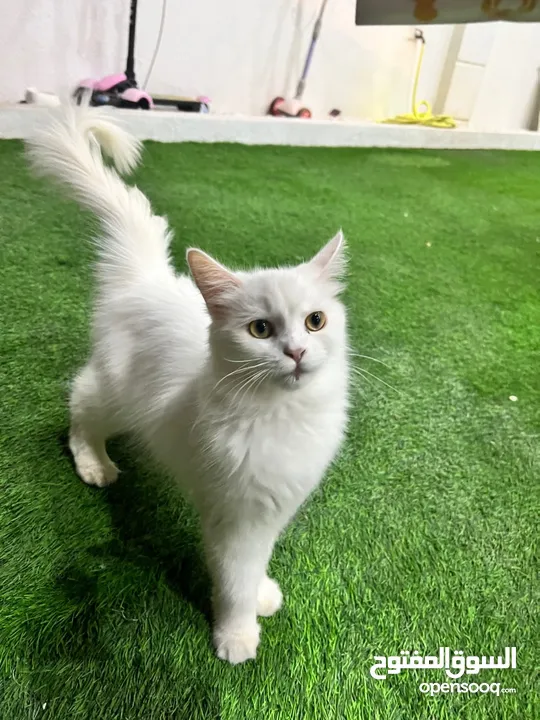 Cats for sale (persian, himalayan, etc)