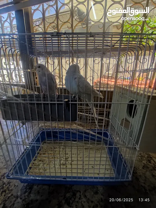 طيور حب للبيع