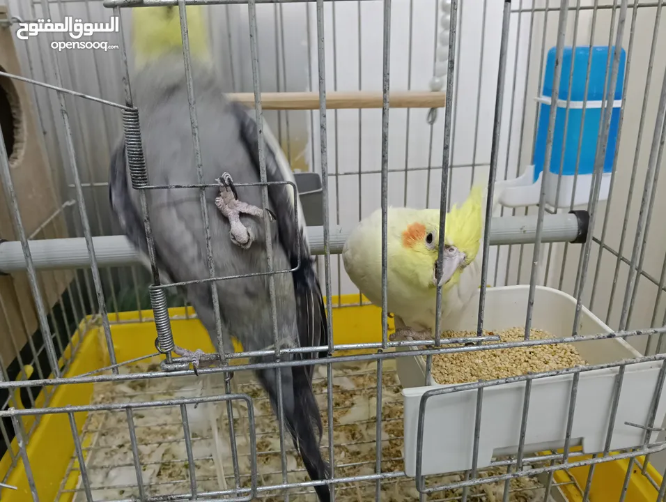 جوز كوكتيل بسعر مناسب