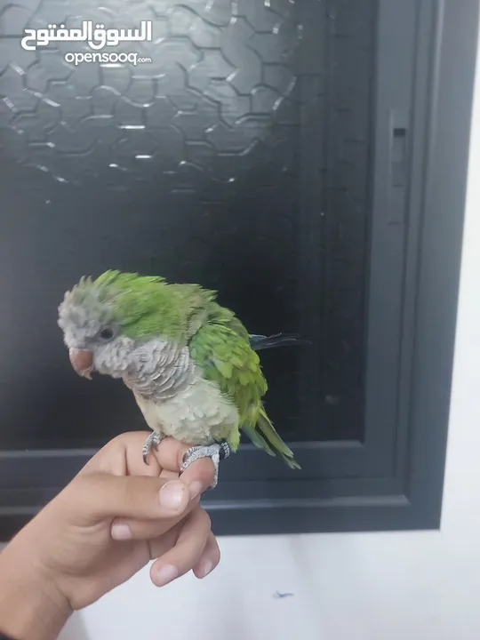 ببغاء كويكر